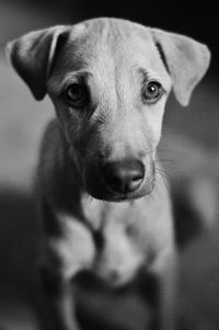 Close-up portrait of dog