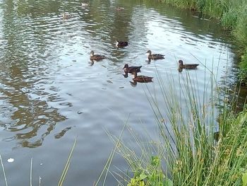 Ducks swimming in lake