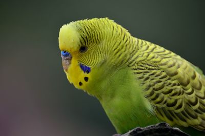 Close-up of parrot perching on yellow background