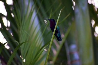 Close-up of a bird