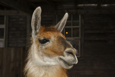 Close-up of cute reddish brown llama in semi profile in its pen 