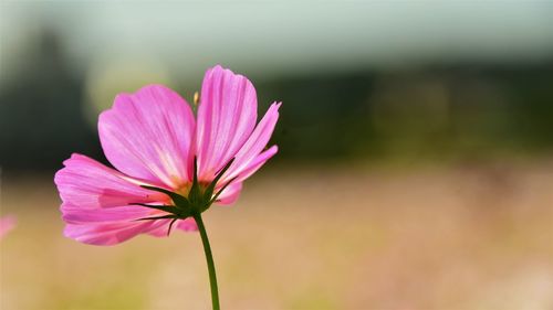 Close-up of pink cosmos flower