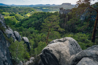 Scenic view of rocks in forest