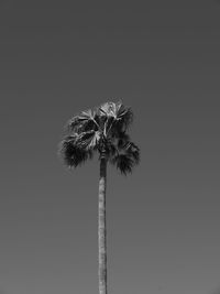 Low angle view of coconut palm tree against clear sky