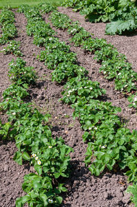 High angle view of flowering plants on field