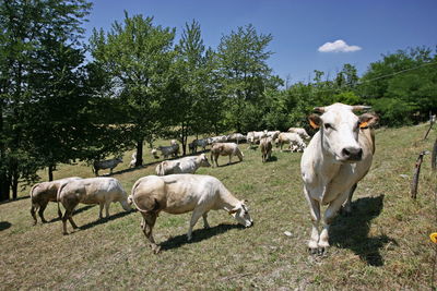 Cows standing in a field