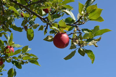 Low angle view of apple tree against sky