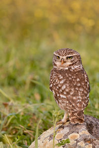 Close-up of owl perching on land