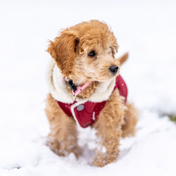 View of a dog on snow