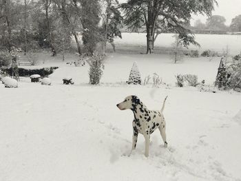 View of dog on snow covered land