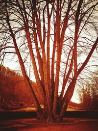 Trees against sky during sunset
