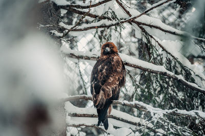 Low angle view of bird perching on snow