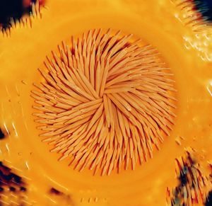 Macro shot of yellow flower