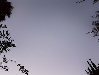 Low angle view of tree against clear sky