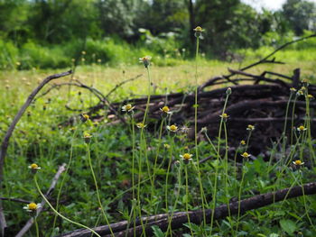 Close-up of flowering plants on field