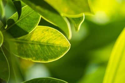 Close-up of green leaves