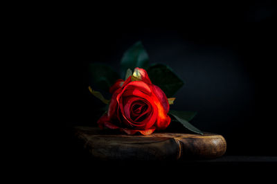Close-up of red rose against black background