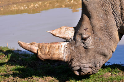 Close-up of rhinoceros grazing