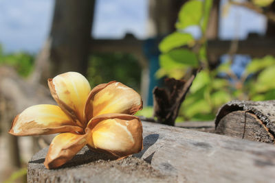 Close-up of fresh yellow fruit on wood