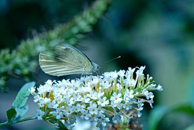 Close-up of butterfly pollinating on flower