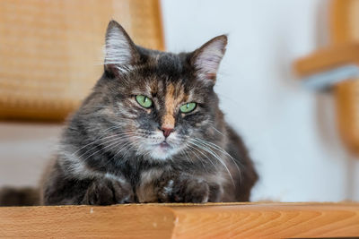 Close-up portrait of a cat at home