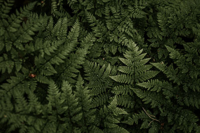 Full frame shot of leaves