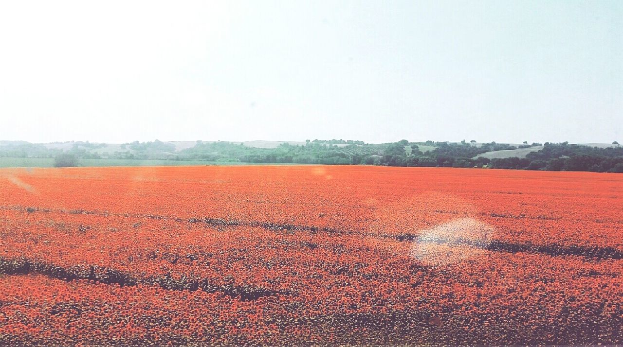 clear sky, field, copy space, landscape, agriculture, rural scene, beauty in nature, tranquil scene, tranquility, yellow, scenics, orange color, nature, farm, red, growth, outdoors, sky, horizon over land, no people