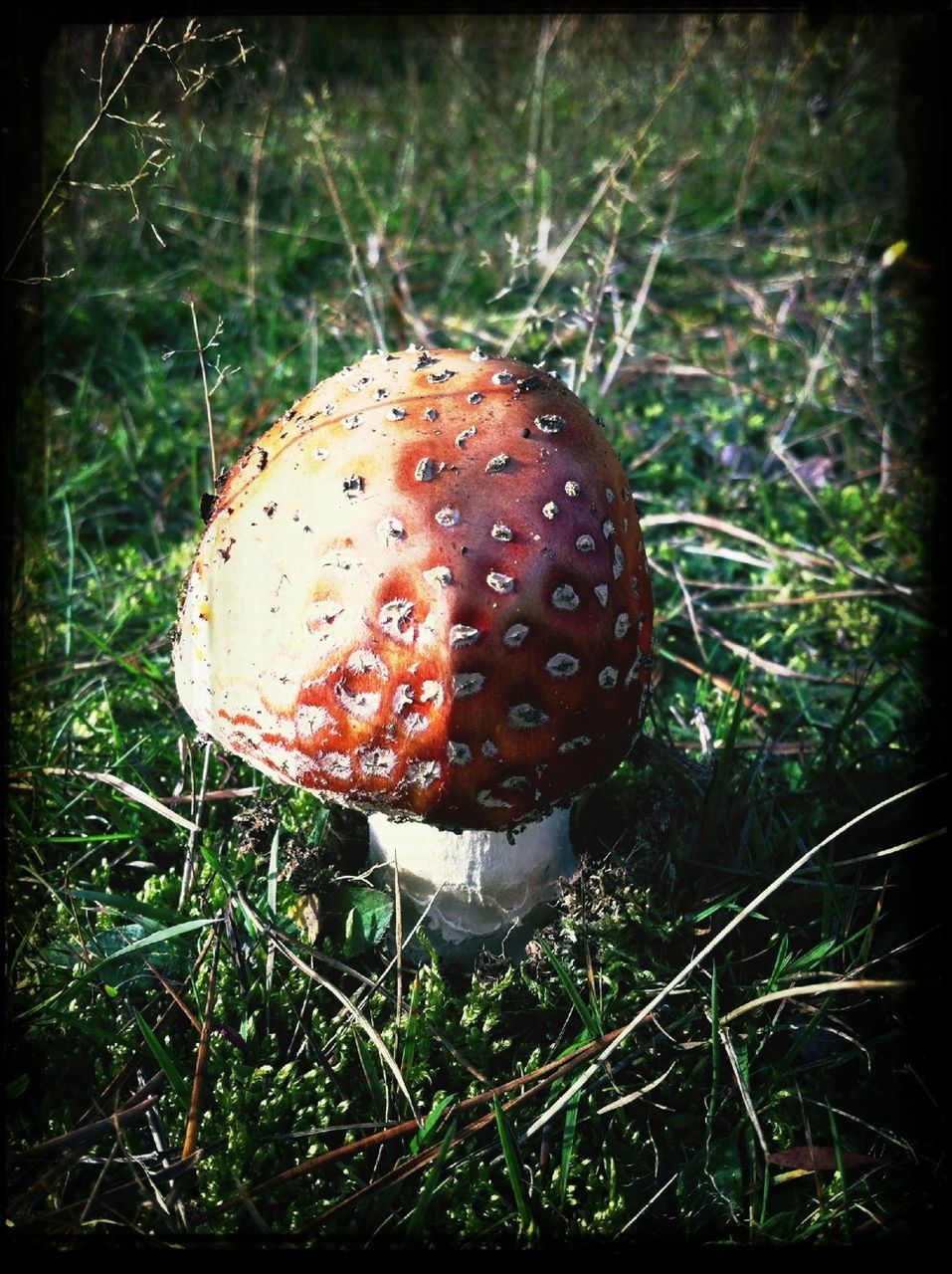 mushroom, fungus, close-up, growth, toadstool, grass, food and drink, freshness, fly agaric mushroom, plant, field, red, nature, auto post production filter, transfer print, edible mushroom, focus on foreground, no people, day, uncultivated
