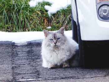 Close-up portrait of a cat