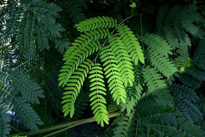 Close-up of fern leaves