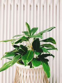 Close-up of potted plant against white wall