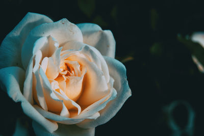 Close-up of rose against black background