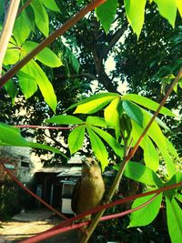 View of a bird on branch