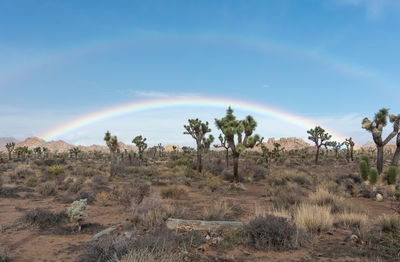 Rare rainbow over joshua trees in the desert of joshua tree national park