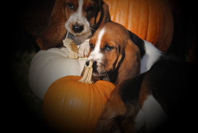 Basset hound puppies and pumpkins