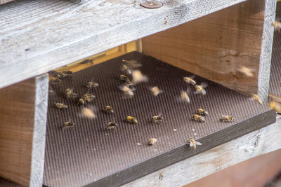 High angle view of bee on table