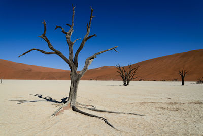Bare tree on sand against clear blue sky