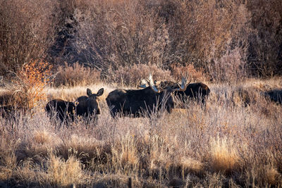 View of an animal on field