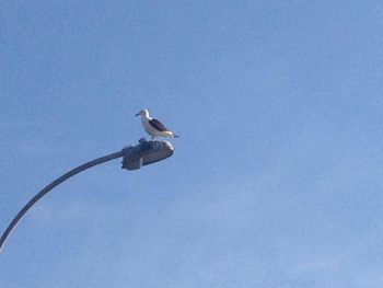 Low angle view of bird flying against clear blue sky