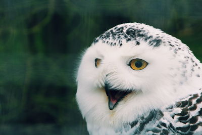 Close-up portrait of white owl