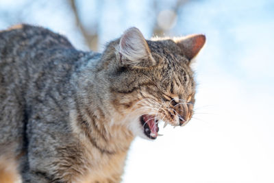 Close-up of cat yawning during winter