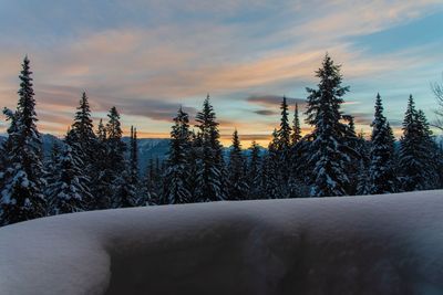 Snow covered pine trees against sky during sunset