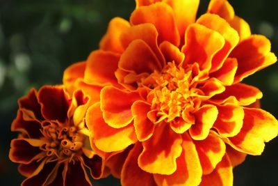 Close-up of marigold flower