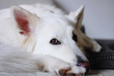 Close-up of dog lying down