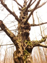 Low angle view of bare tree against sky