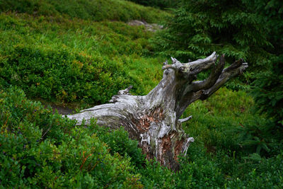 Deer in a forest