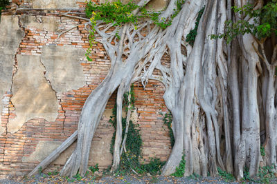 Plants growing on old building