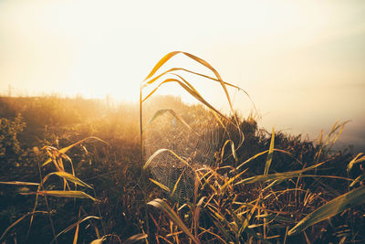 Plants growing on field at sunset