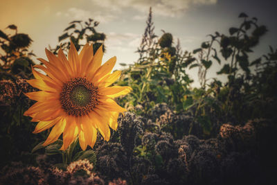 Close-up of sunflower on field against sky