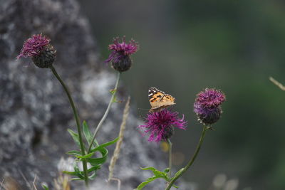 Close-up of butterfly pollinating on purple flower